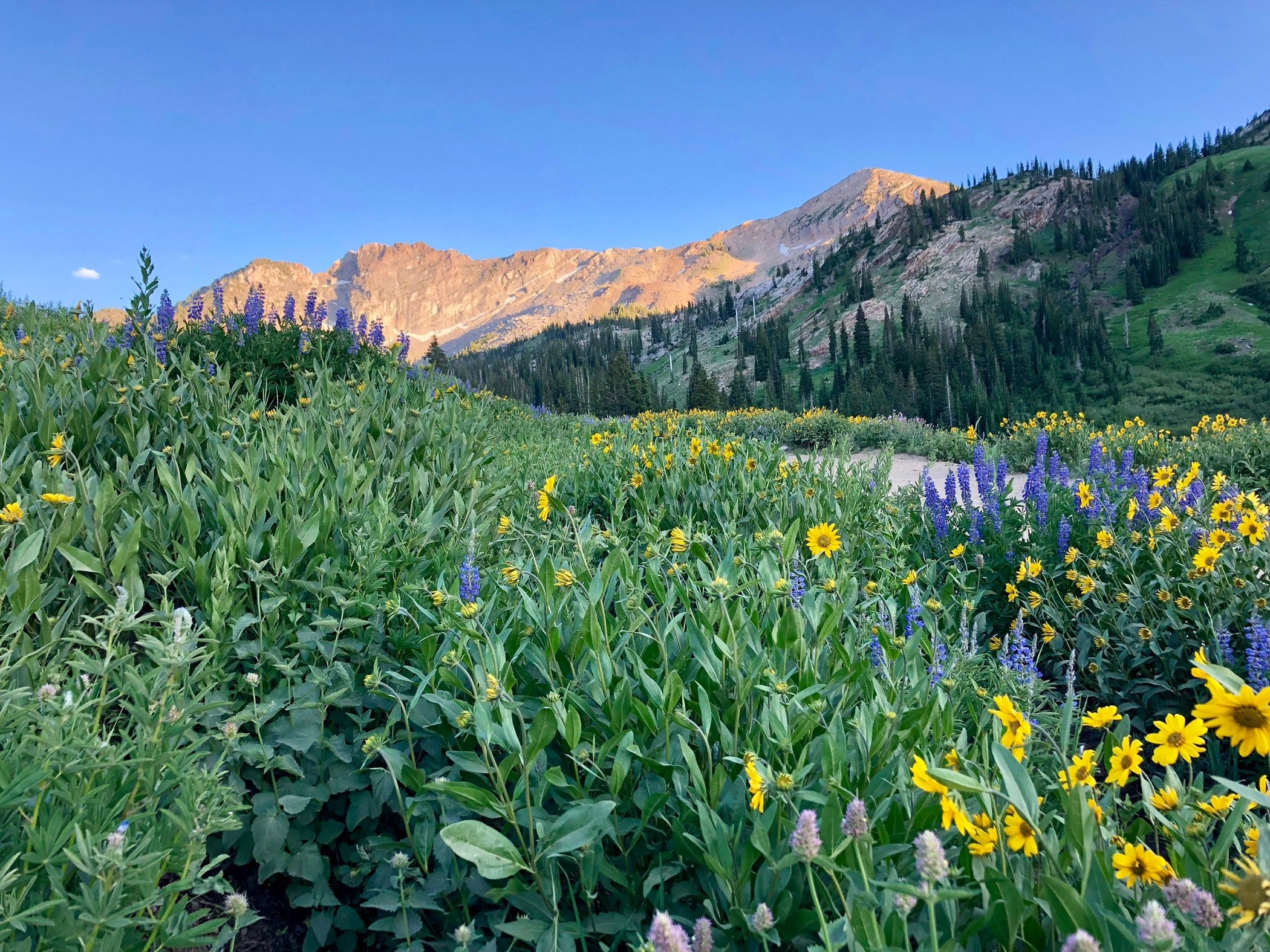 A mountain landscape with purple and yellow wildflowers by a trail.